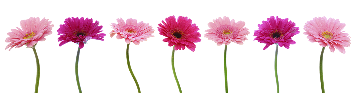 Row of Flowers