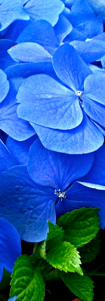 Hydrangea