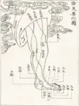 Acupuncture points and meridians: the foot