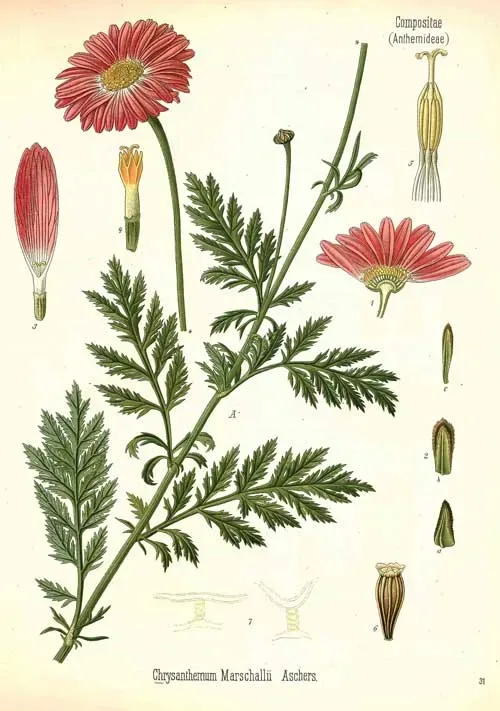 Scientific drawing of Armenian Daisy