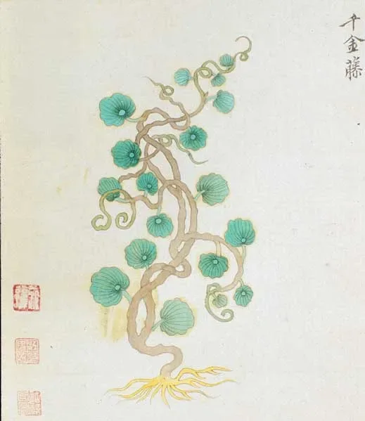 Old drawing of a Chinese Medicinal Plant