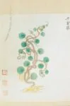 Ming herbal (painting): Stephania
