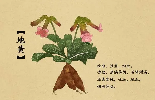 Sketch of Chinese Herb with Pink Flowers