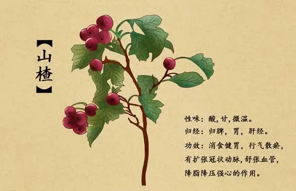 Watercolor of Chinese Herb