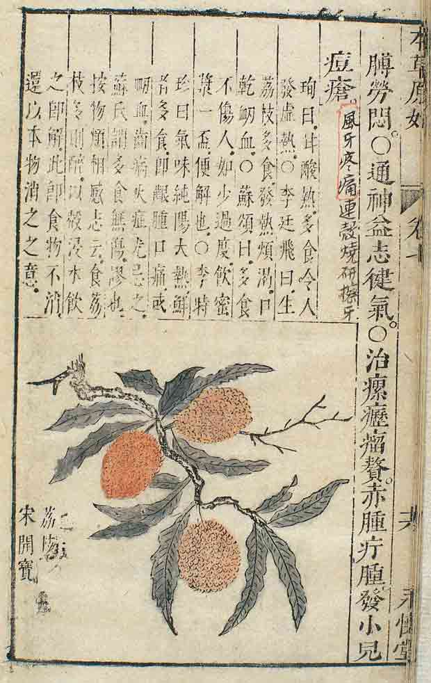 Chinese scientific chart of Lychee fruit