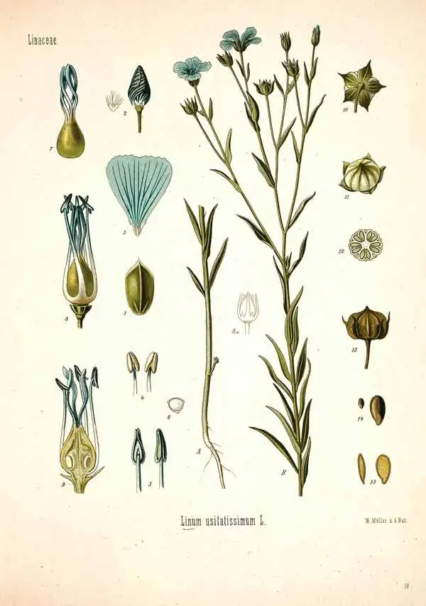 Scientific drawing of the Flax plant