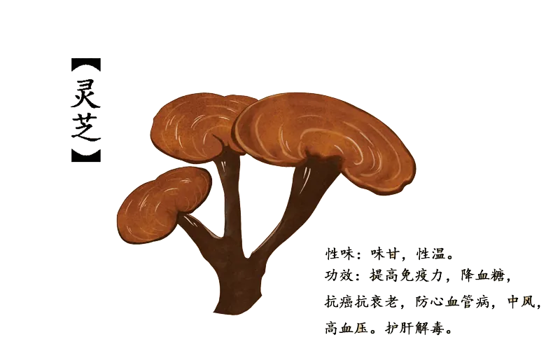 Chinese_Herbs_Mushroom