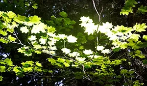 Nature Flowers